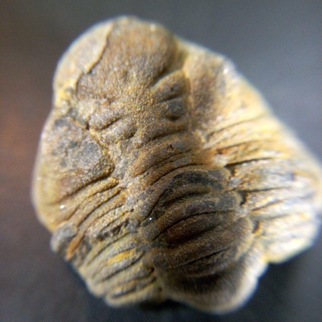 三葉虫　化石　fossil　海　ボリビア産　trilobite　海生動物判別⑥