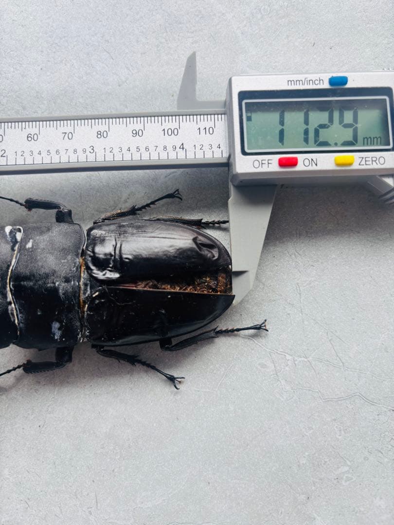 【極レア】 パラワンオオヒラタクワガタ 112.9ミリ