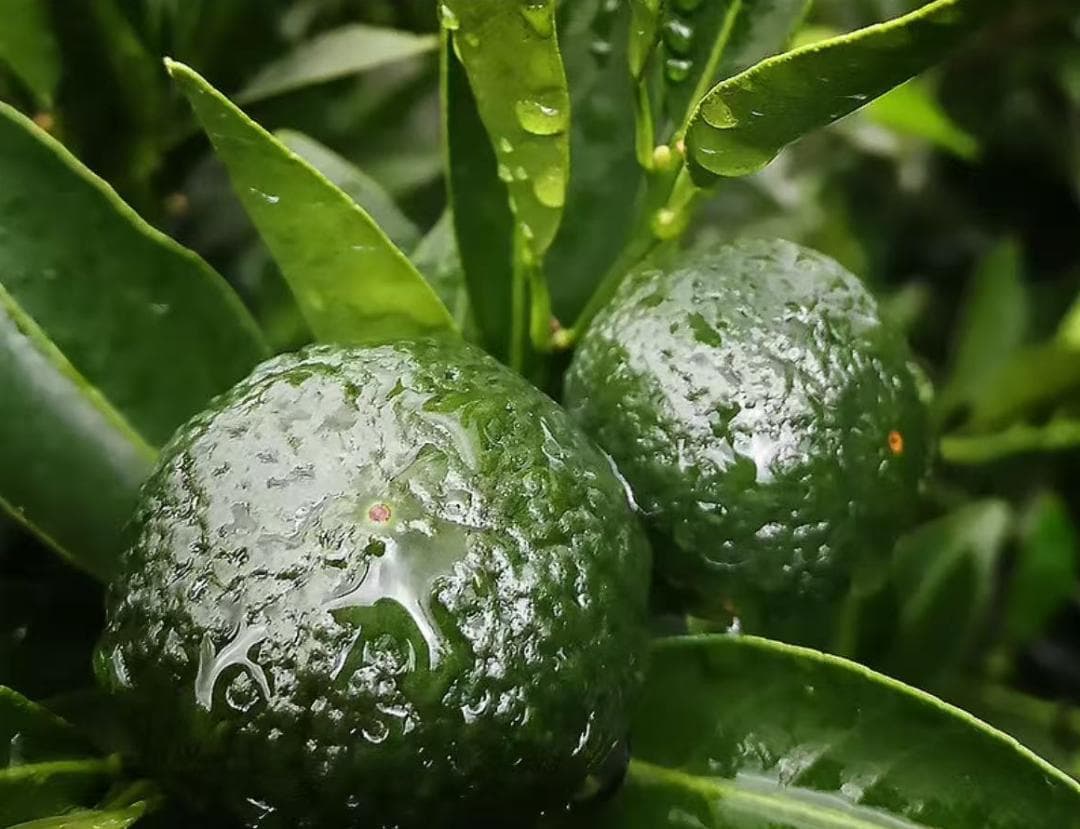 滇聘号勐海産のプーアル熟茶金芽古树茶柑