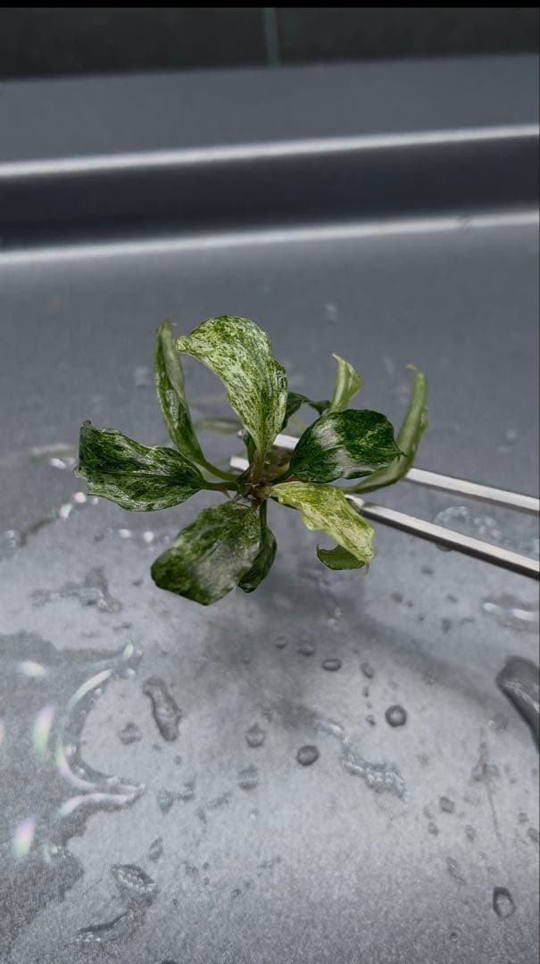 【1月限定】ブセファランドラspバリエガータ(斑入)5本セット