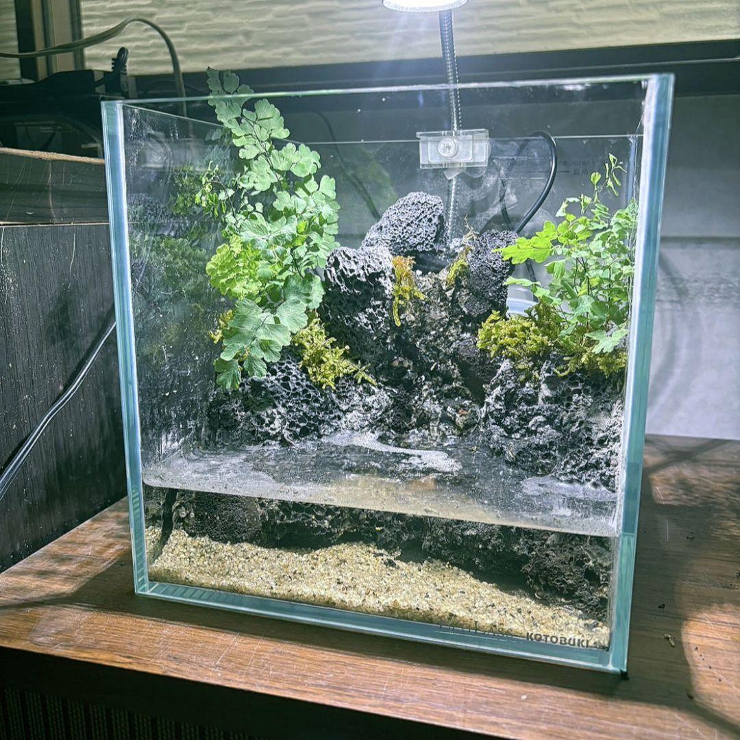 滝の流れるアクアテラリウム　イモリウム　No.1132