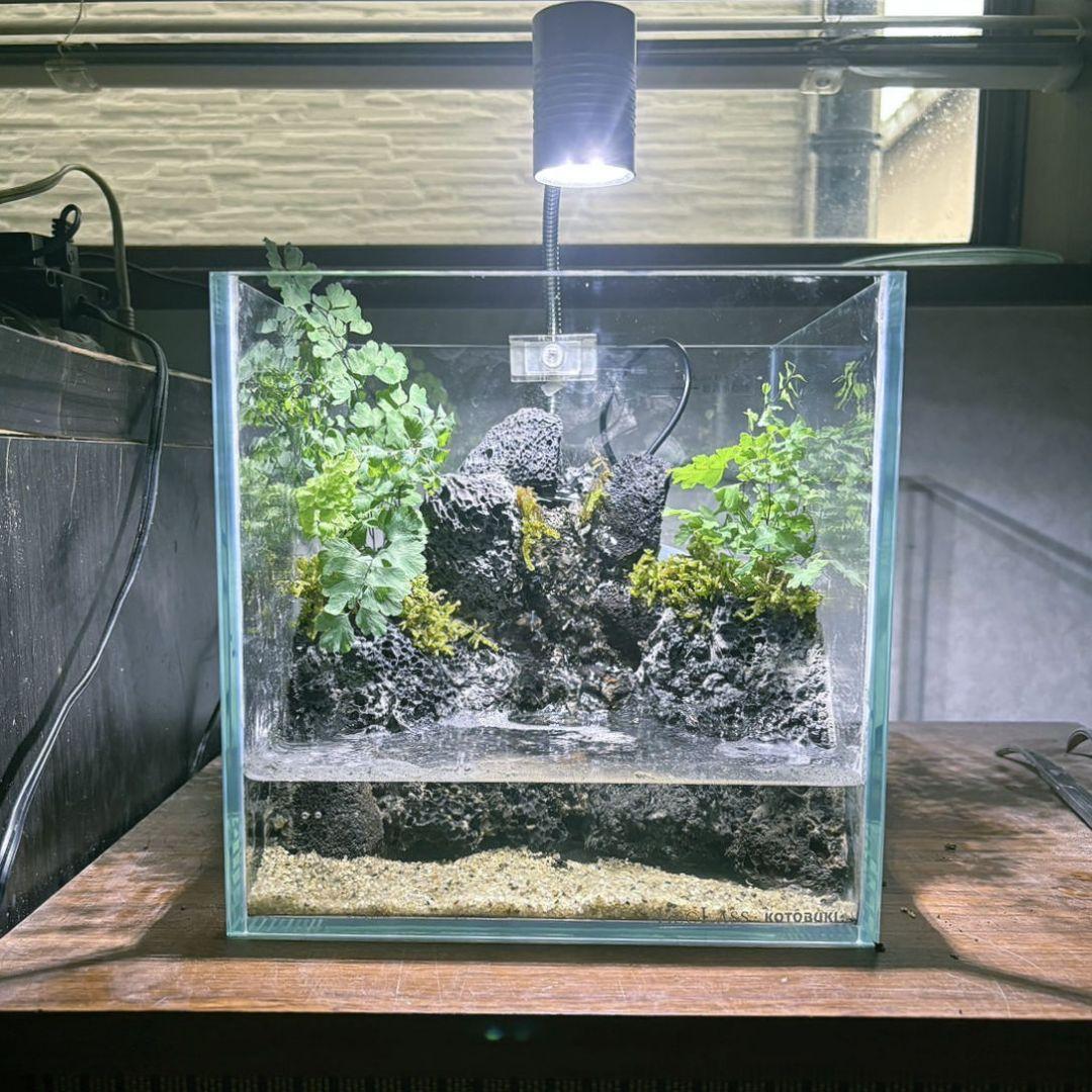 滝の流れるアクアテラリウム　イモリウム　No.1132