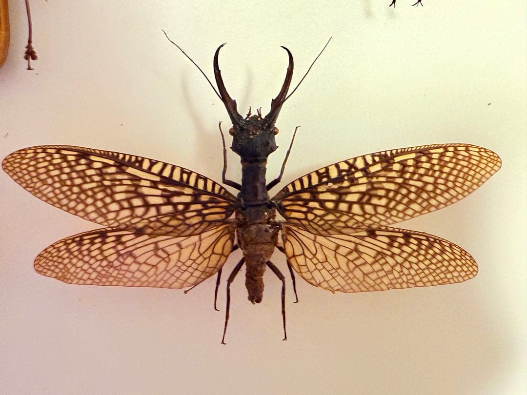 【標本】オオキバヘビトンボ　大型　野外品