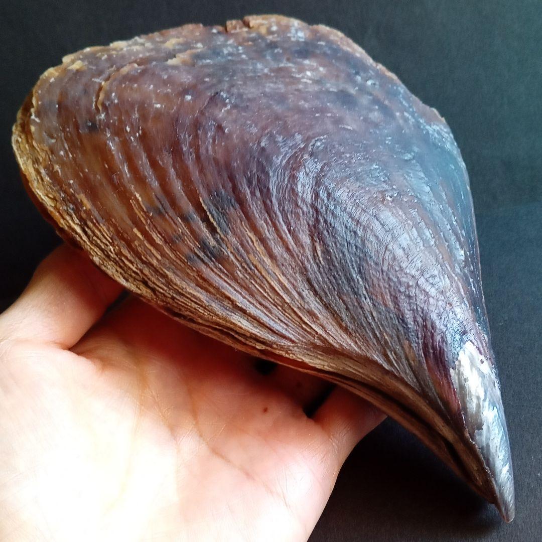 骨格　標本　貝殻　タイラギ　平貝　海外産