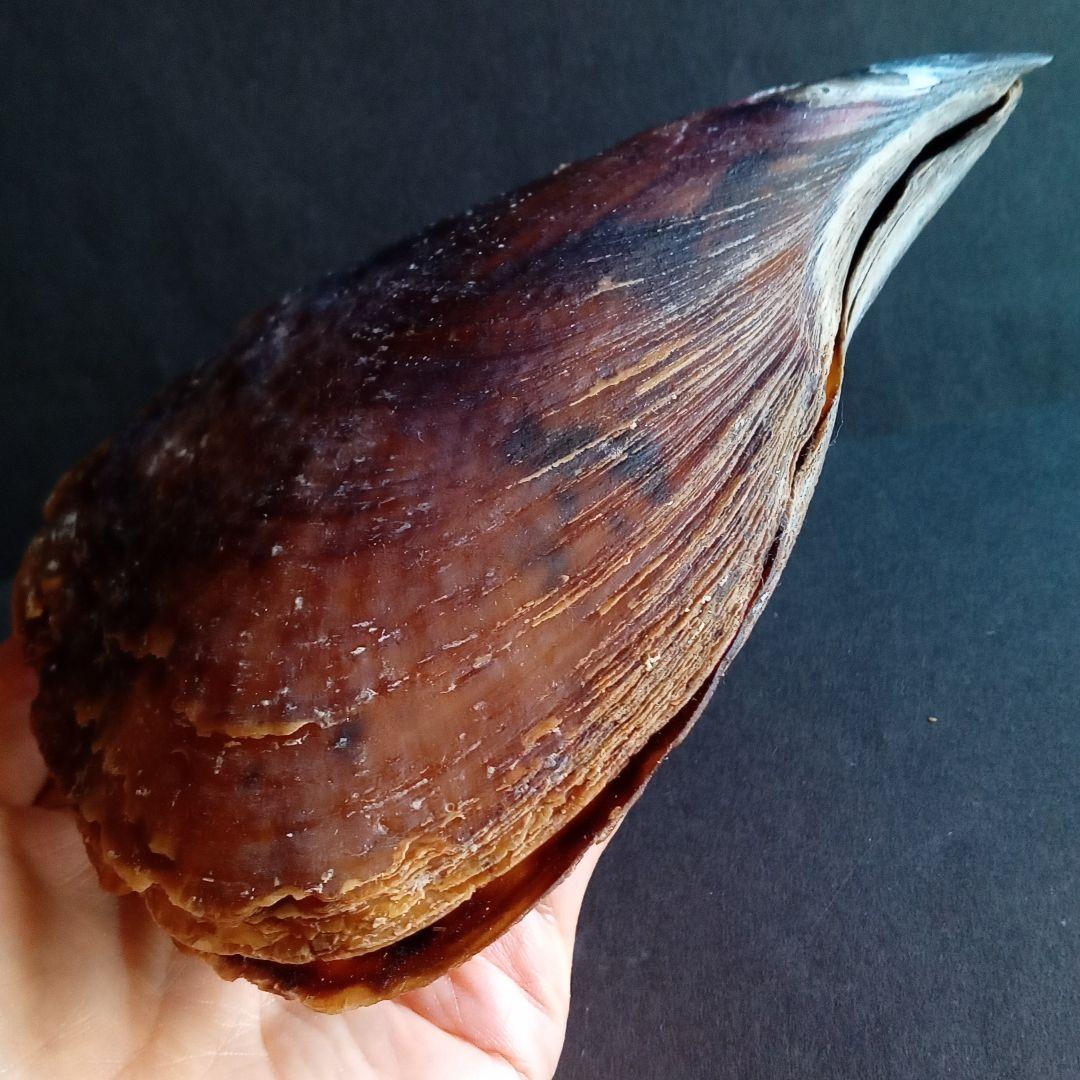 骨格　標本　貝殻　タイラギ　平貝　海外産