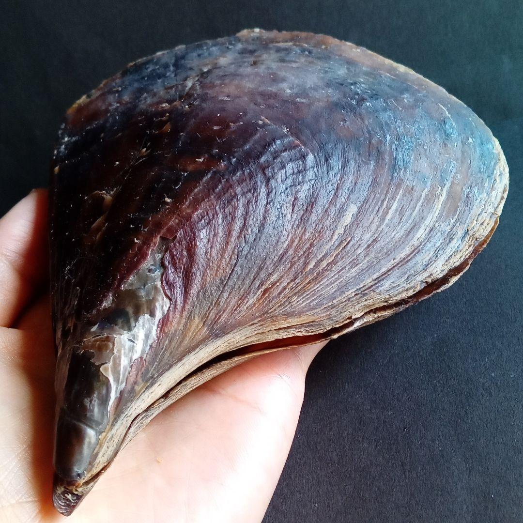 骨格　標本　貝殻　タイラギ　平貝　海外産