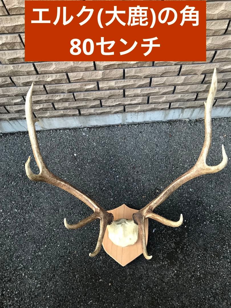 エルク　鹿の角　アカジカ　ハンティングトロフィー　ディアホーン　頭骨　骨格標本