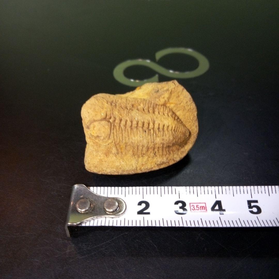 三葉虫　化石　fossil　ボリビア産　レア　Fossil管理⑧