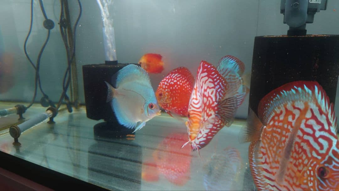 [引き取り限定]フレーム付き90cmガラス水槽 ガラス蓋付き(６枚)取説有り