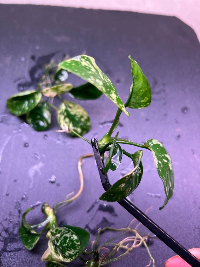アヌビアスナナ　斑入りキング Anubias Variegated King4株