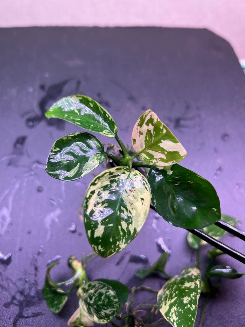 アヌビアスナナ　斑入りキング Anubias Variegated King4株