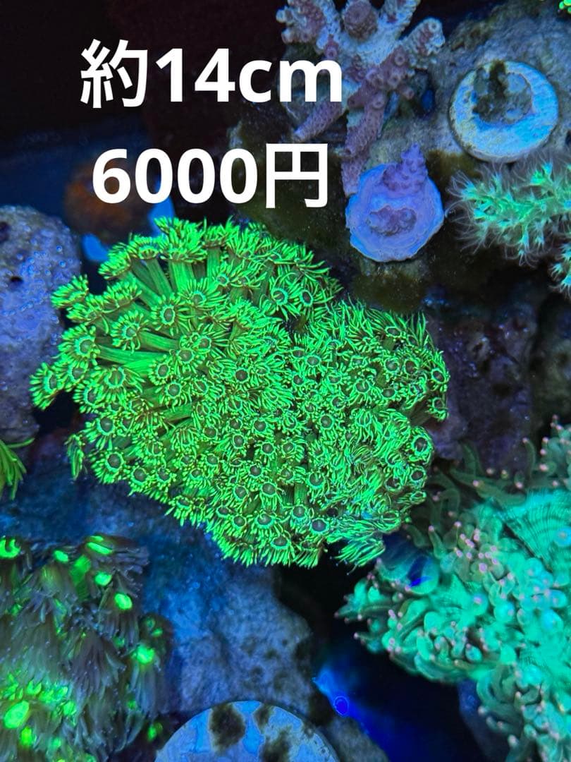 水槽内の個体リクエスト販売