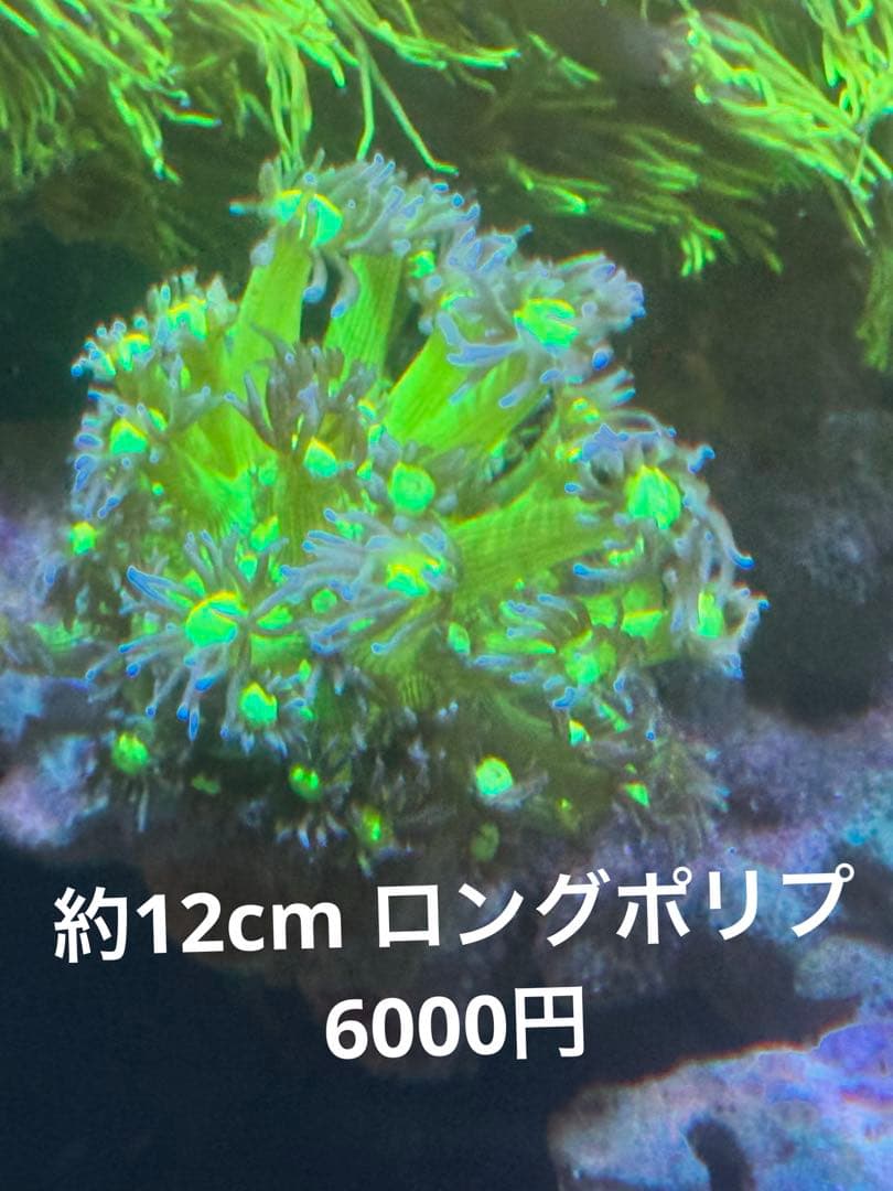 水槽内の個体リクエスト販売