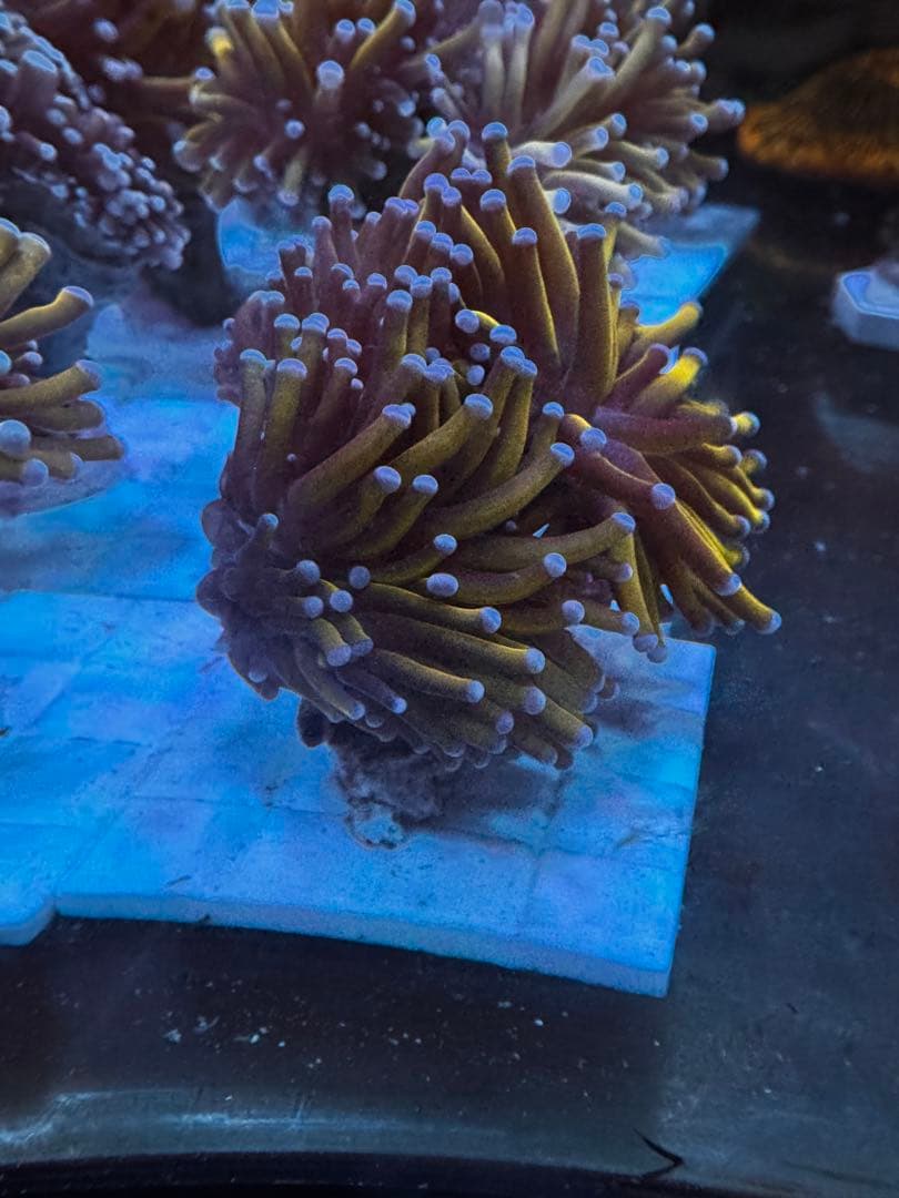 水槽内の個体リクエスト販売