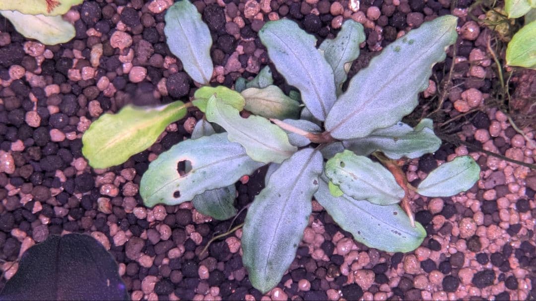 【銀葉の最上級】ブセファランドラspオーロラKN便　水中葉　コケ・スネールなし