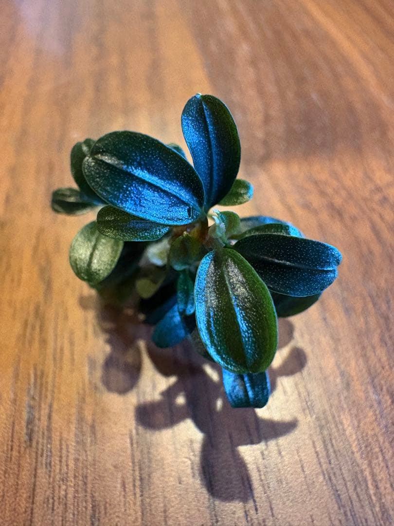 ブセファランドラsp.クダガンミニラウンド sp. kedagang 8株