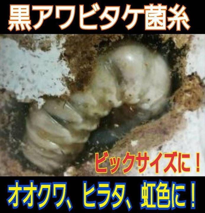極上！黒アワビタケ菌糸瓶【12本】初令、2令に最適なサイズ！ニジイロクワガタに！
