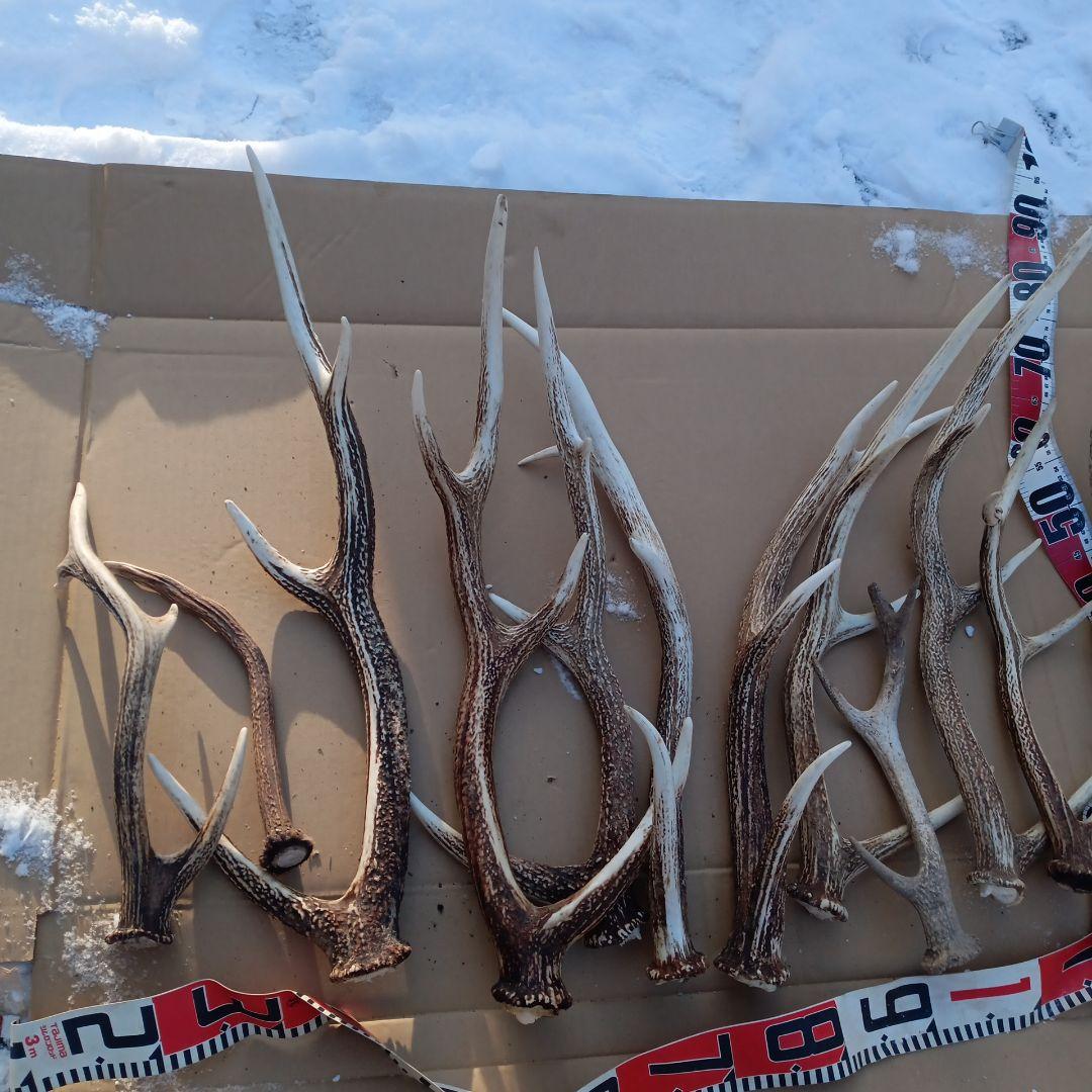 蝦夷鹿の角 　犬のおもちゃ、工芸品などに 自然素材　７番