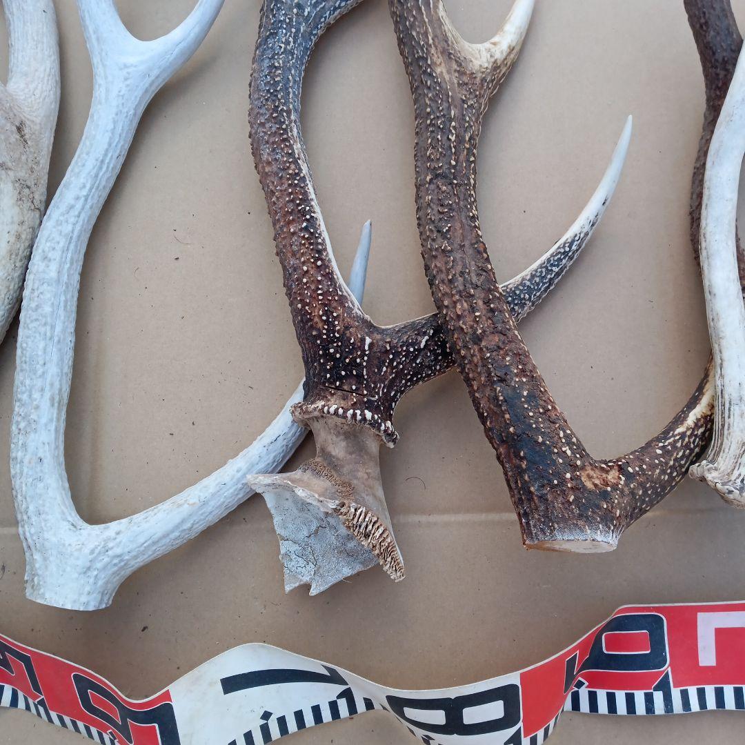 蝦夷鹿の角 　犬のおもちゃ、工芸品などに 自然素材　７番