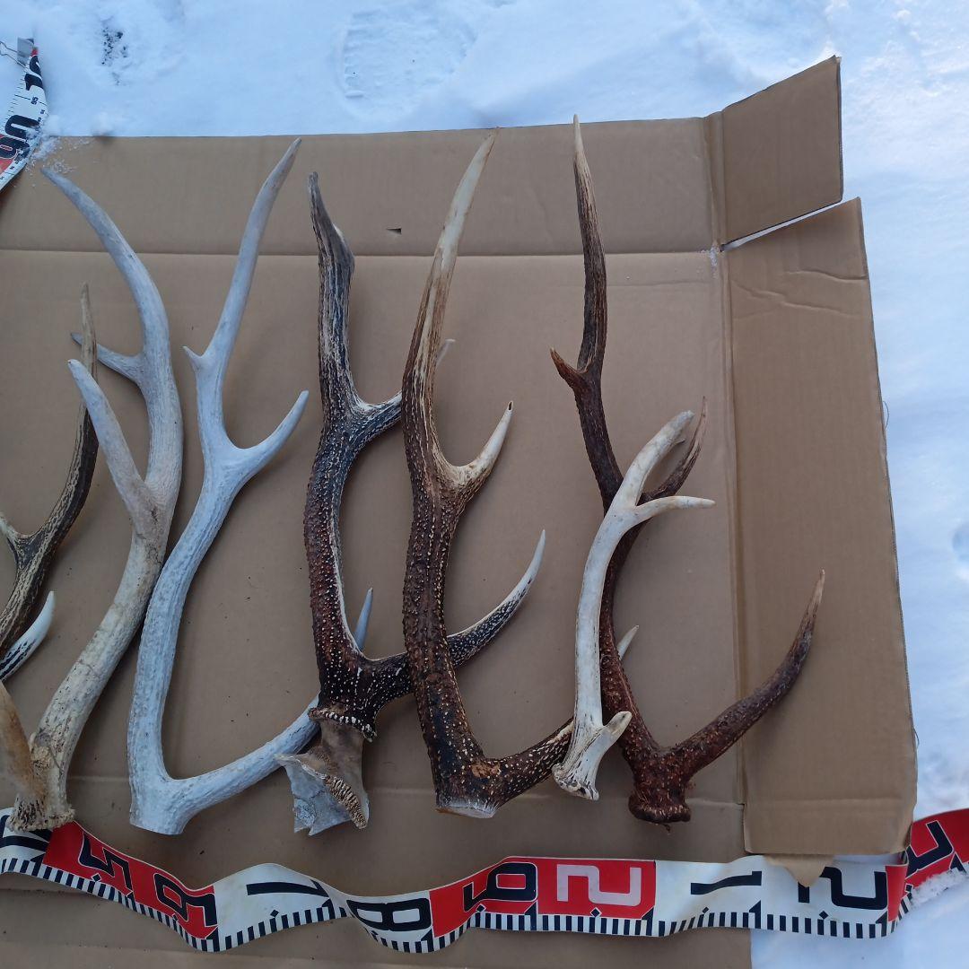 蝦夷鹿の角 　犬のおもちゃ、工芸品などに 自然素材　７番