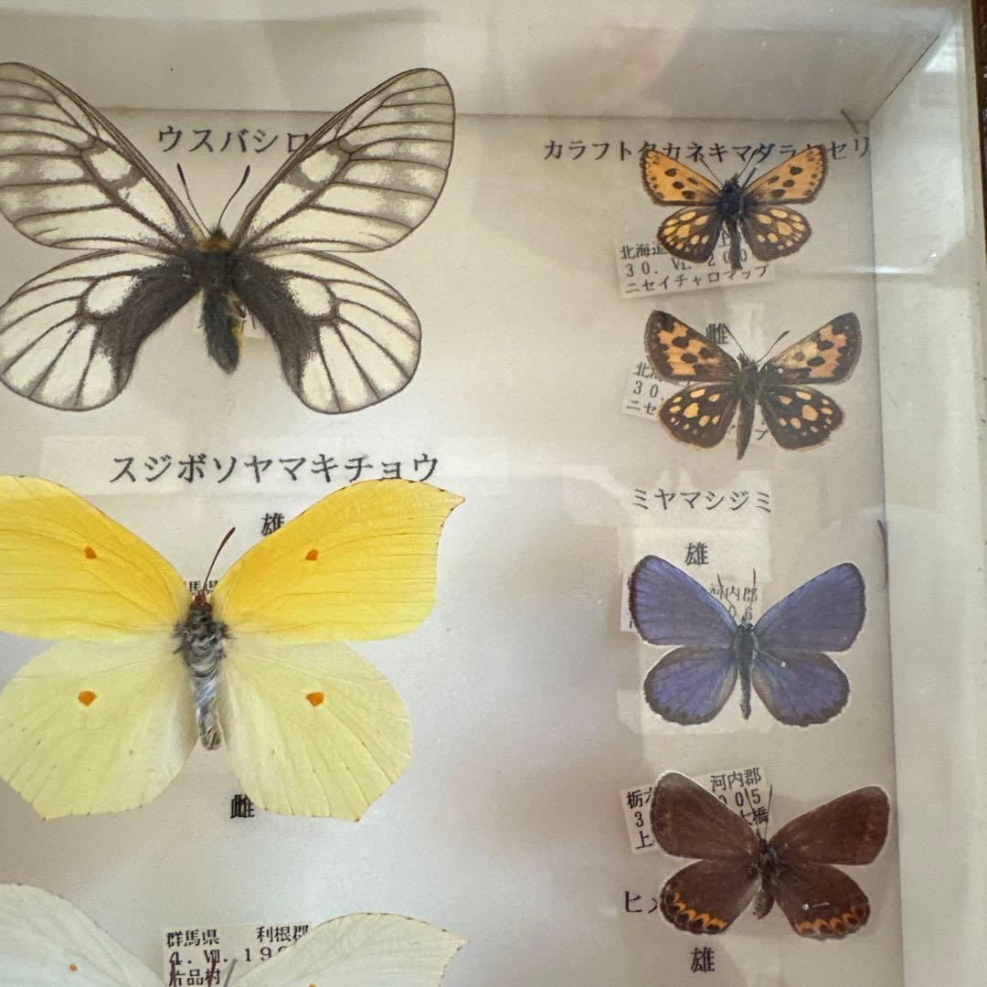蝶の標本 16種類 ガラスケース入り