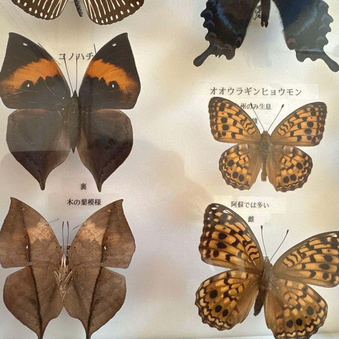 蝶の標本 16種類 ガラスケース入り