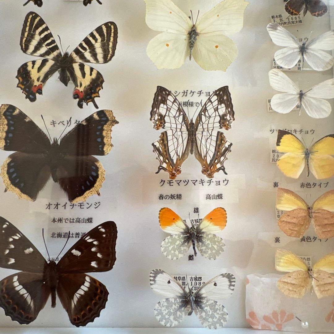 蝶の標本 16種類 ガラスケース入り