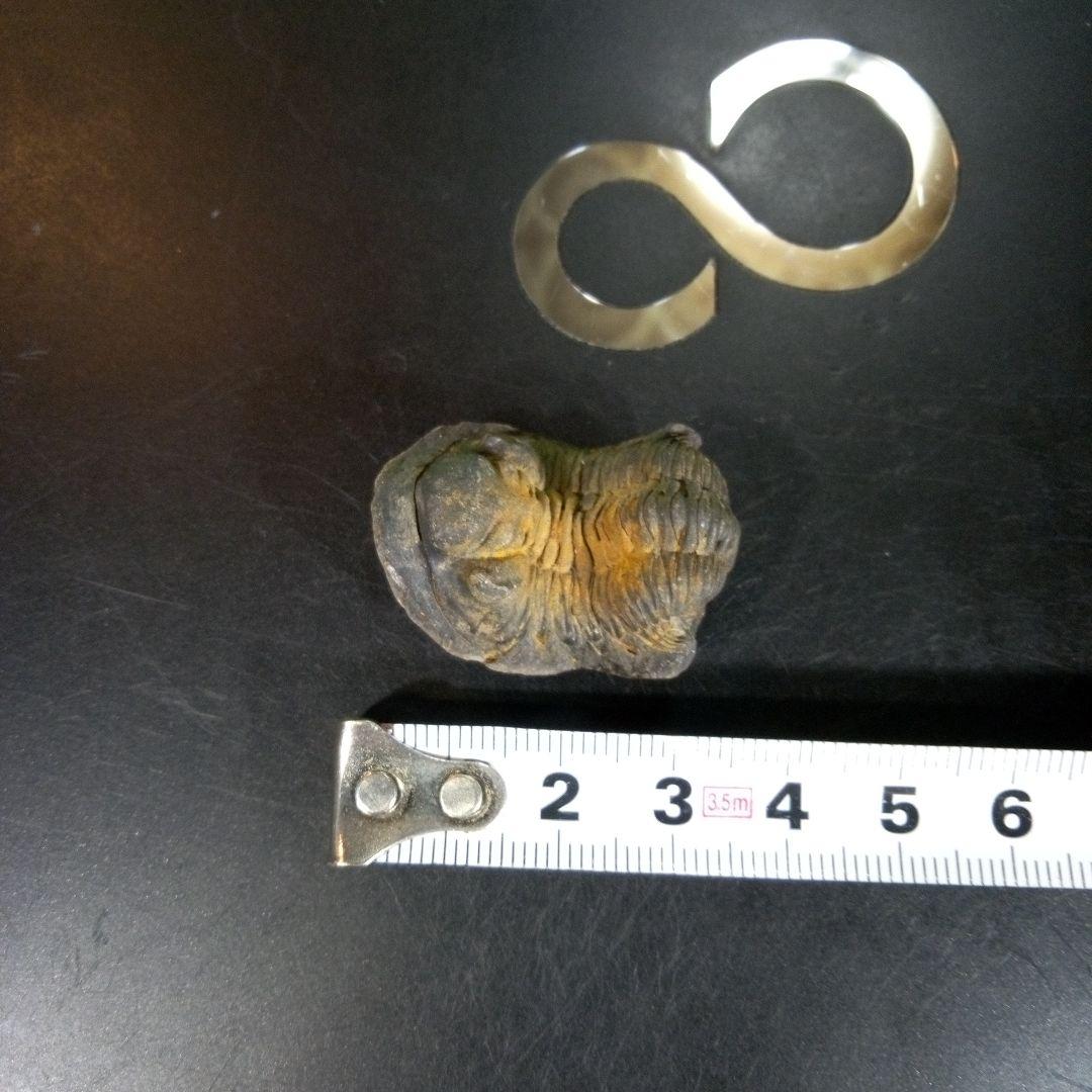 三葉虫　化石　fossil　海　ボリビア産　trilobite　海生動物分類①