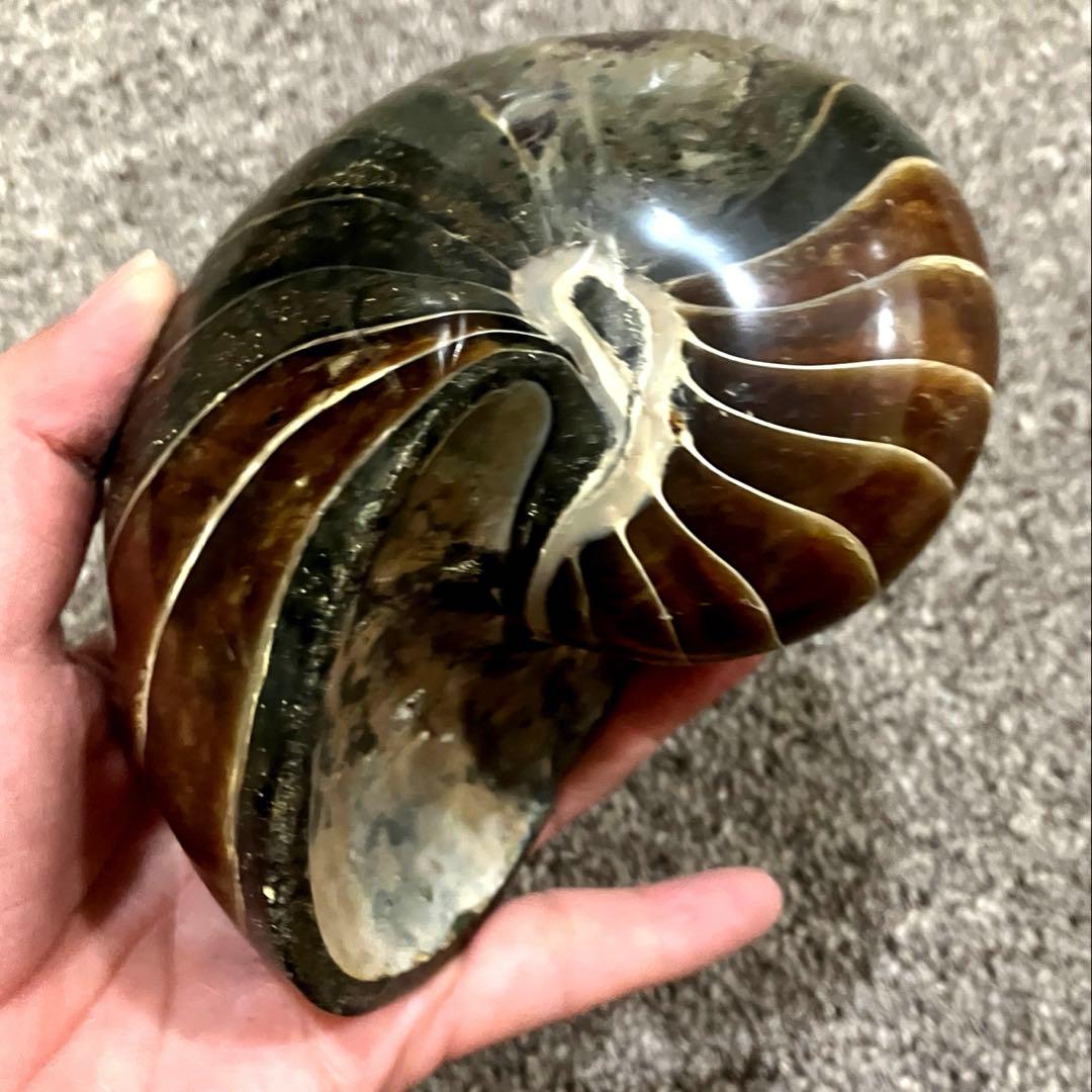 オウムガイ　化石　979g