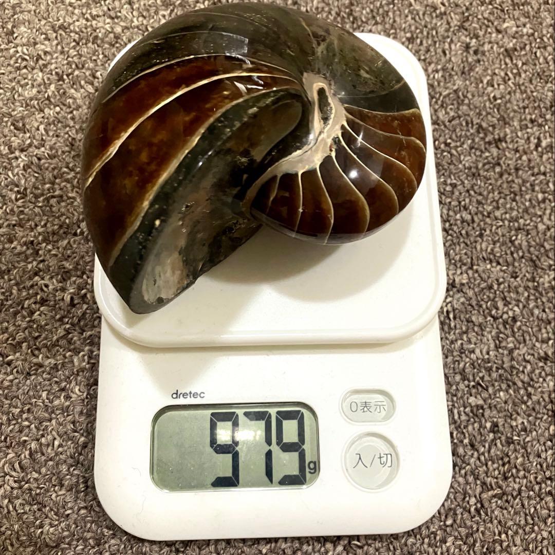 オウムガイ　化石　979g