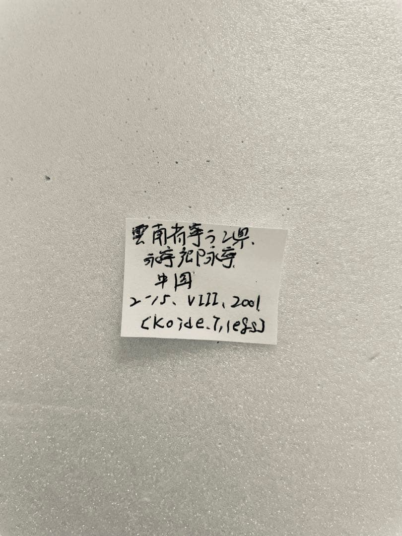チベットタイマイ（1オス、中国/四川省）