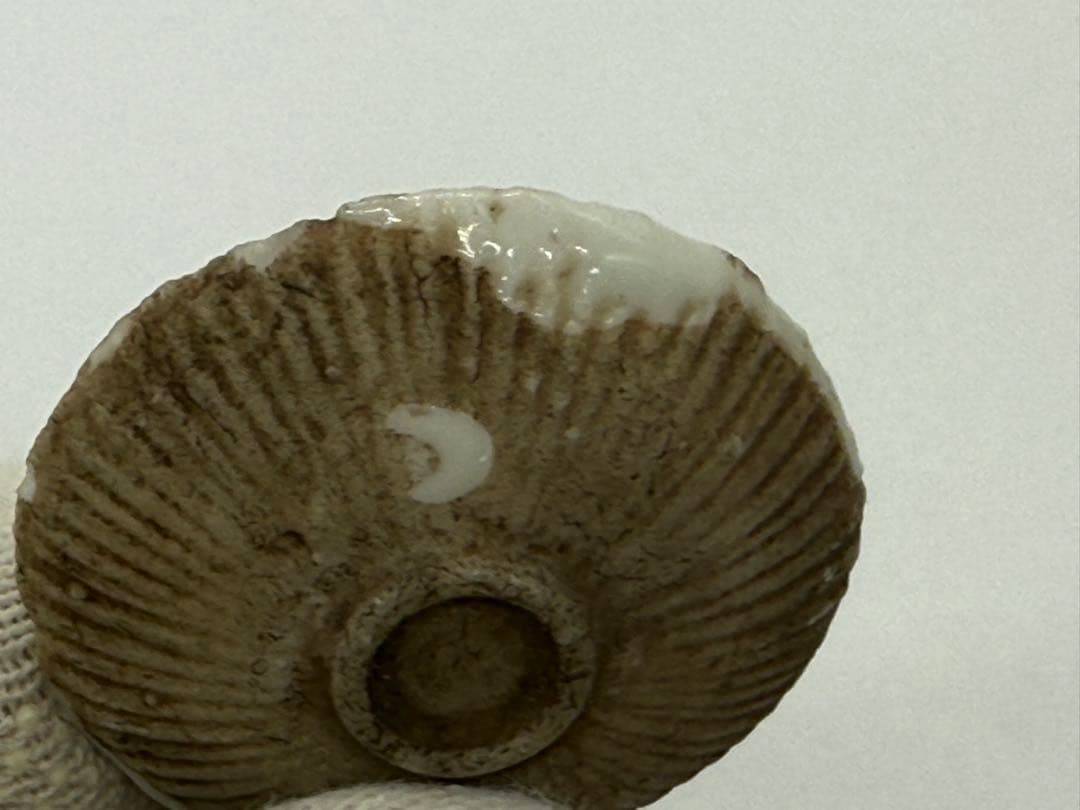 江戸時代　紅皿　貝型　白磁③ 古民具　送料込み251012