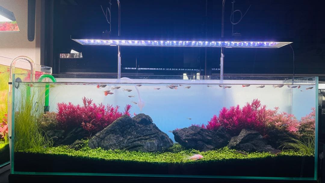 レイアウト組み立て済み美しい水槽セット