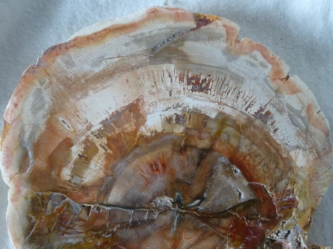 珪化木・化石・天然鑑賞石