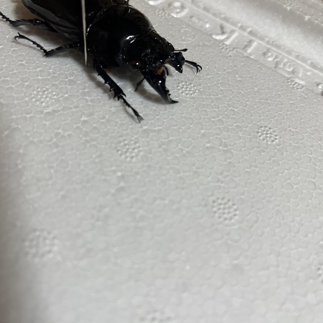 モザイク　雌雄同体　タランドゥス　死虫　標本