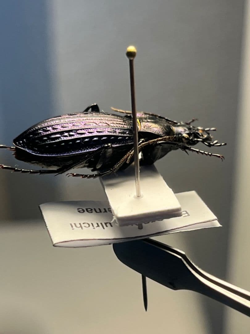 【30mm】Eucarabus ulrichi オサムシ カブリモドキ標本
