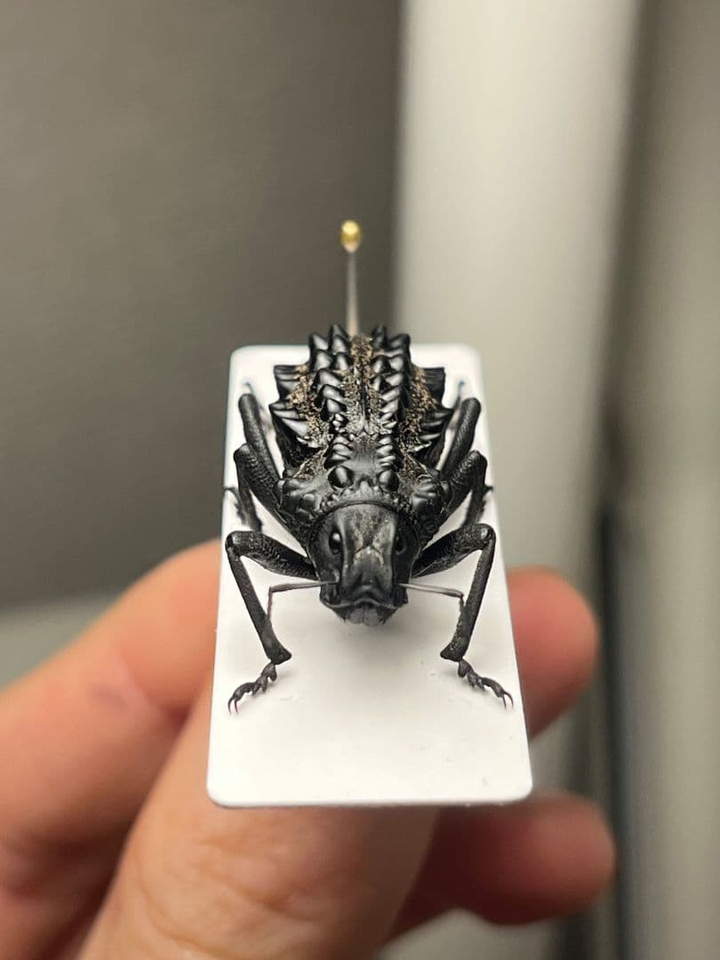 【属内最高峰】トゲトゲヘンテコゾウムシ Gagatophorus 標本甲虫