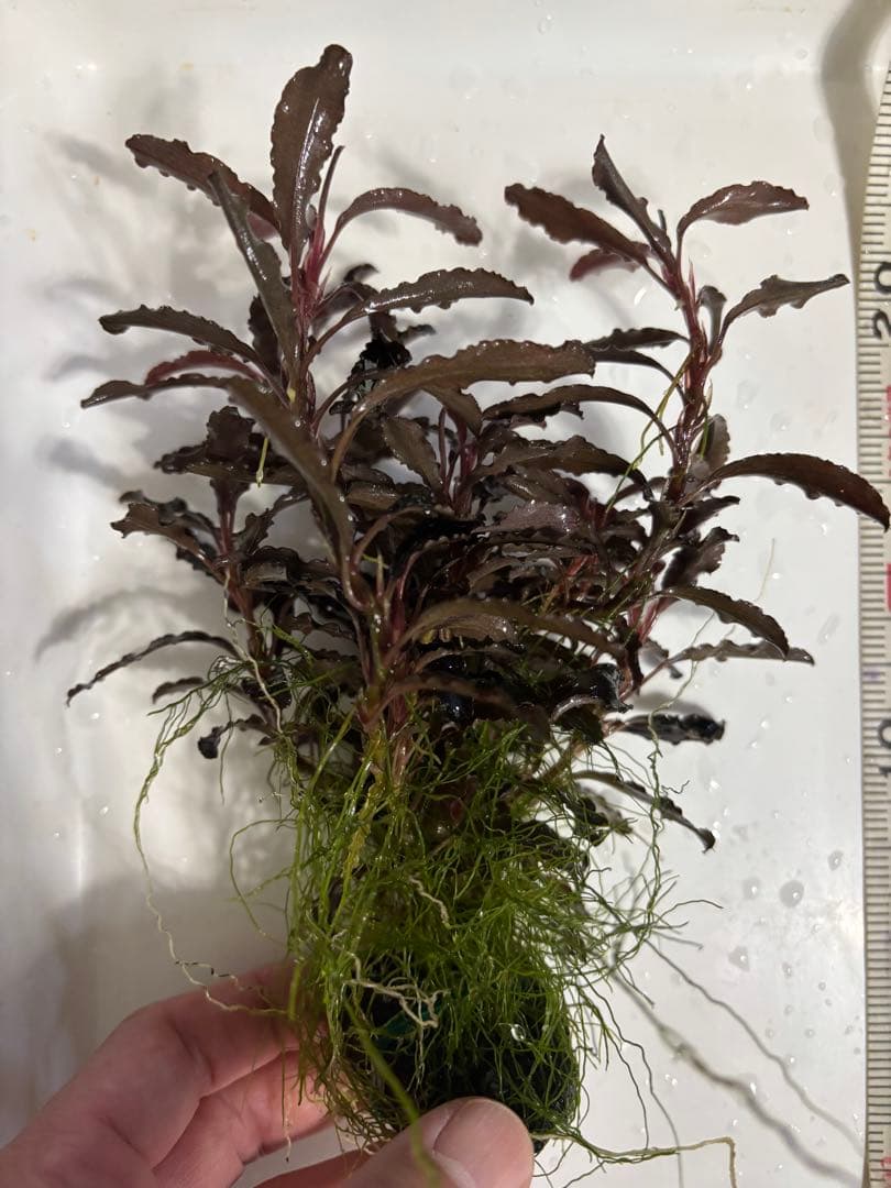 ブセファランドラ クダガン　超特大群生株　ラスト