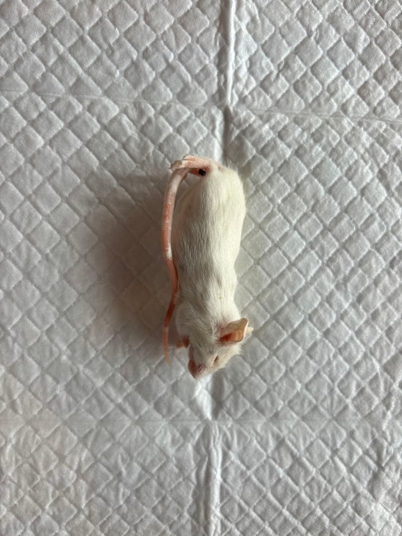 （傷あり）冷凍マウスホッパー50匹