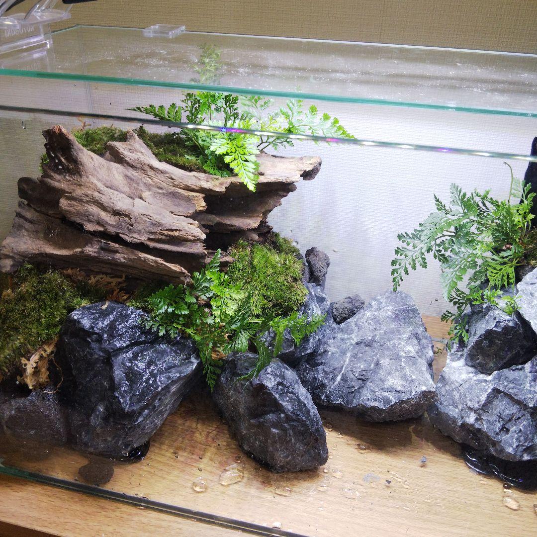 オーダーメイドアクアテラリウム