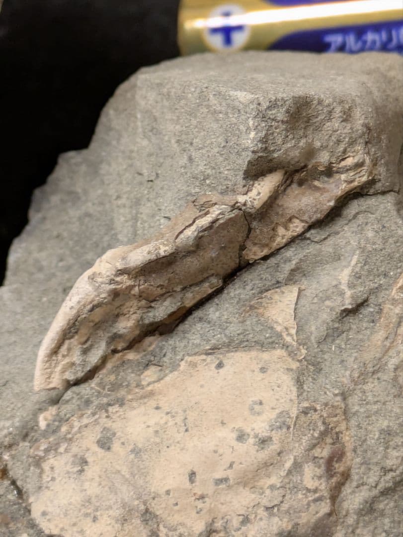 カニ　化石　標本　地学　原石