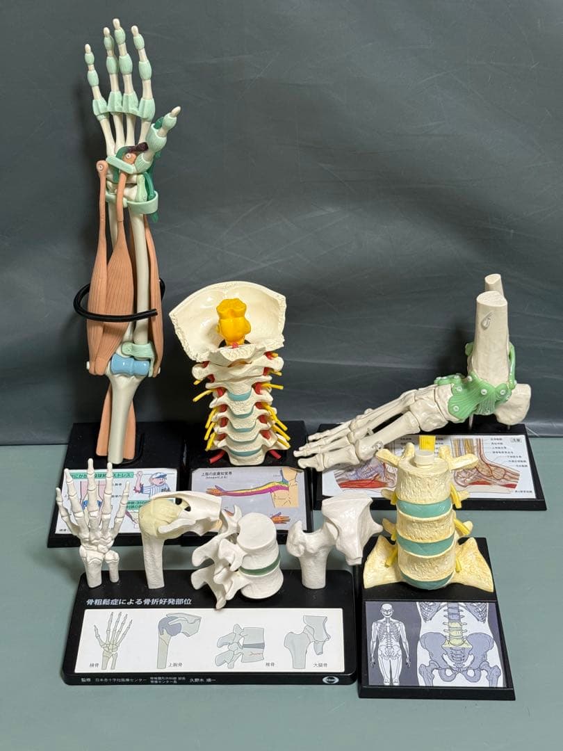 人体模型セット 4個 手関節 頸椎 腰椎 股関節 足関節