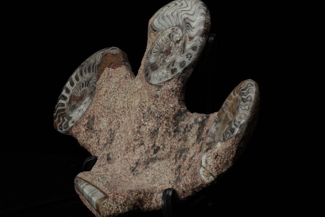 特大標本 アンモナイト&オルソセラス 化石プレート10.6kg 直角貝 鑑賞石