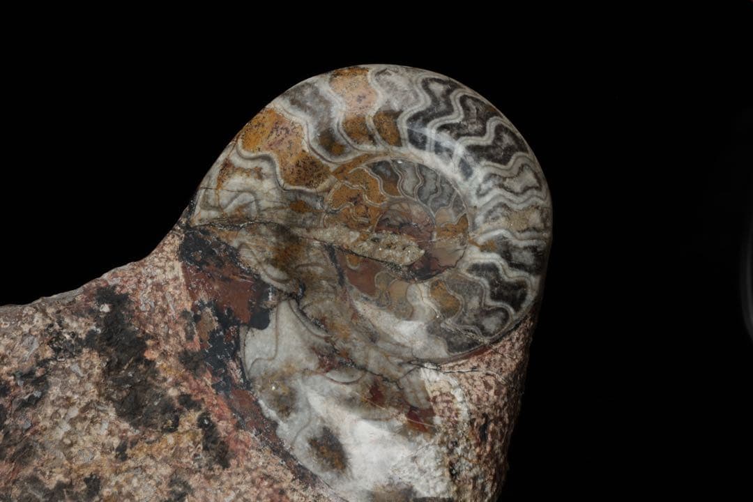 特大標本 アンモナイト&オルソセラス 化石プレート10.6kg 直角貝 鑑賞石