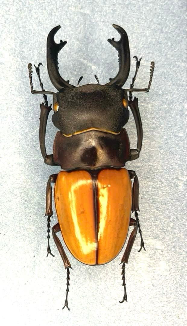 大型カステルナウツヤクワガタ