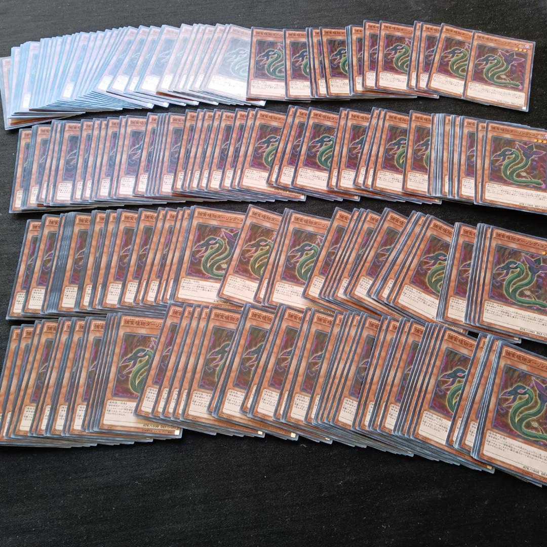 t610　捕食植物ダーリング・コブラ　210枚　まとめ売り　大量セット◇