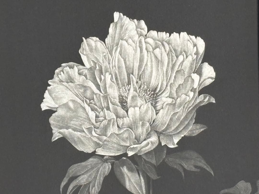 山口和雄　「牡丹」　メゾチント　銅版画