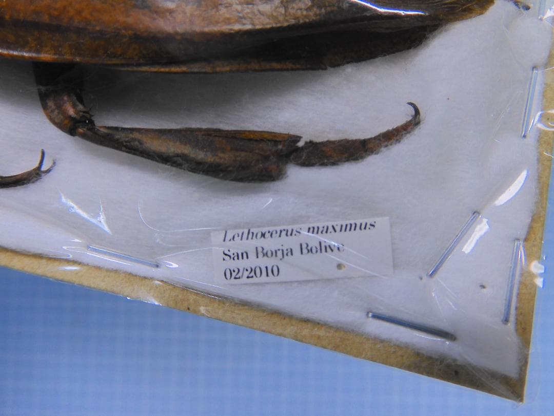 ボリビア産　ナンベイオオタガメ　112mm(管まで)