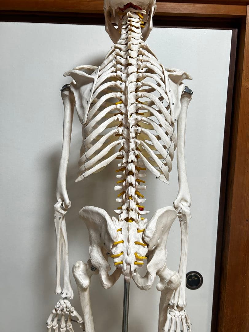 人骨模型　骨格模型　170cm 脊柱模型　70cm