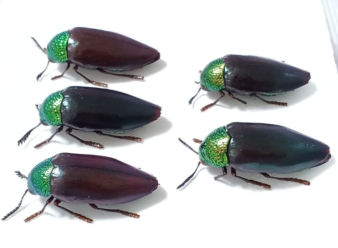 インド産　フトタマムシ　標本　6頭セット